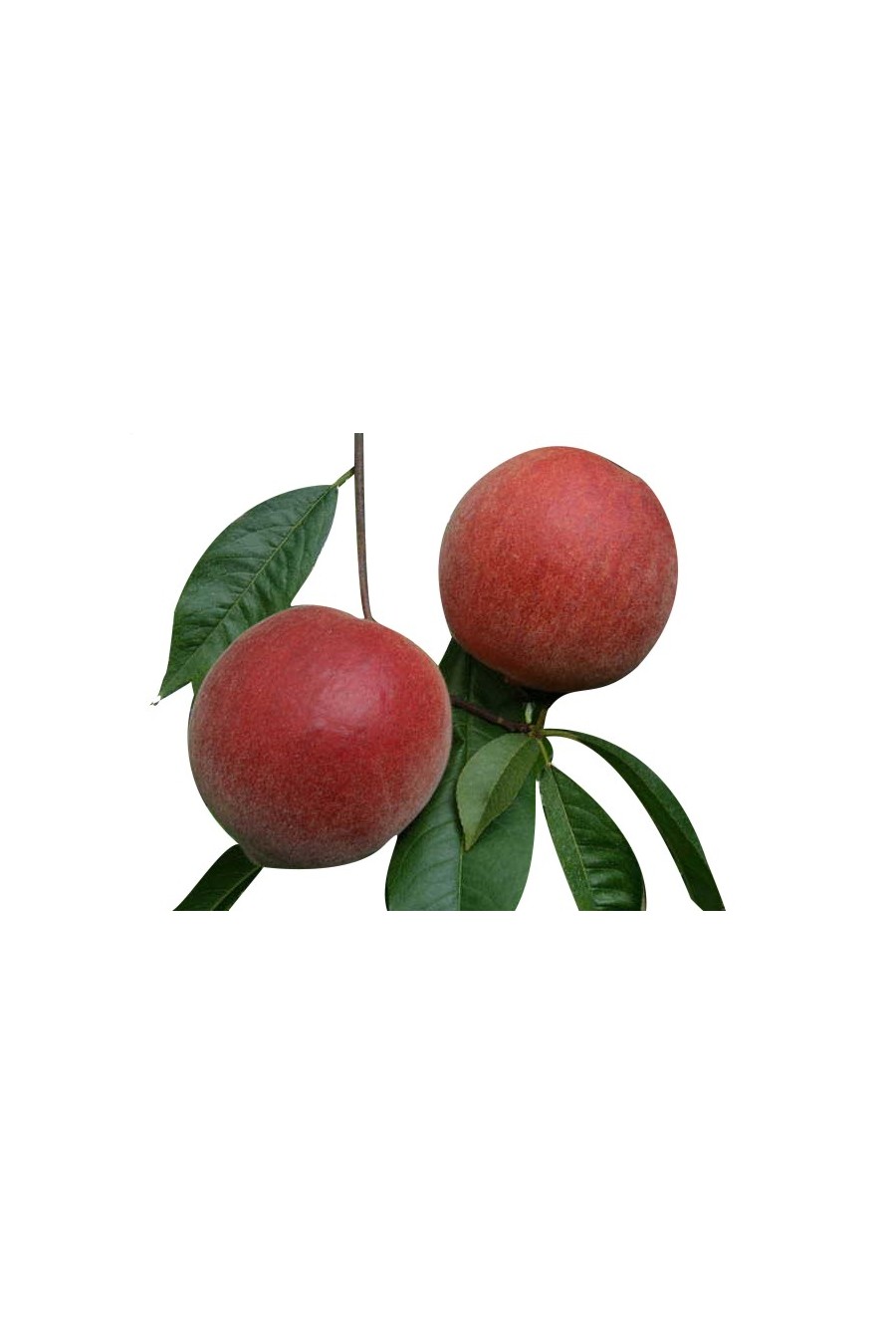 Albero da frutta Pesco Prunus persica DONUT Piante a radici nude