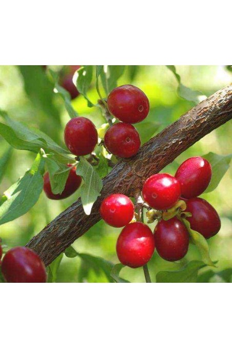 Corniolo vendita pianta online