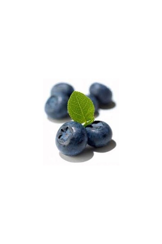 Mirtillo Rosa Pinkberry (Vaccinium Corymbosum "Pink Lemonade