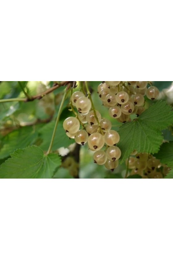 Ribes Bianco