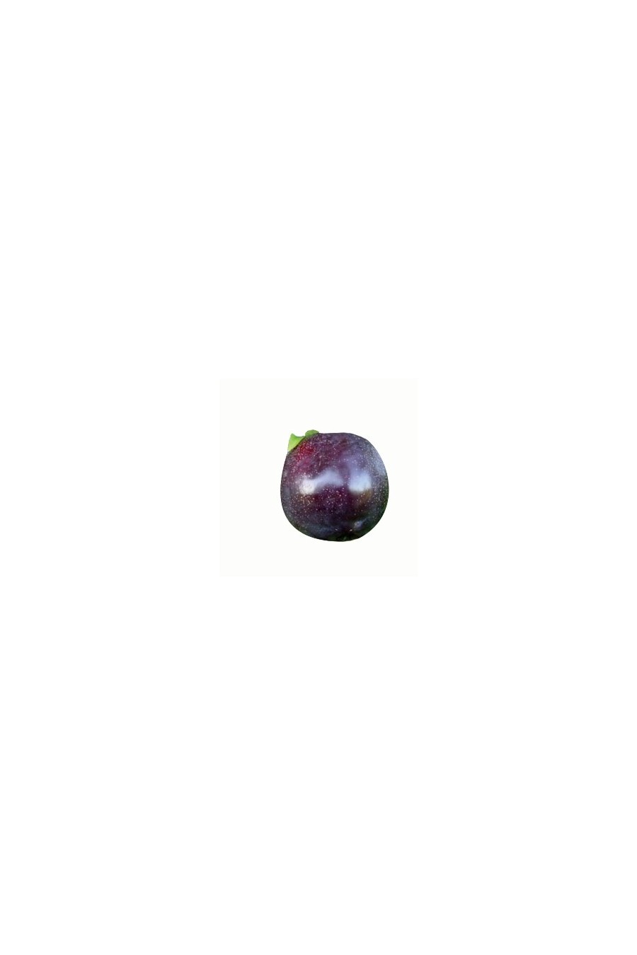 Susino Black Amber Susino Black Amber