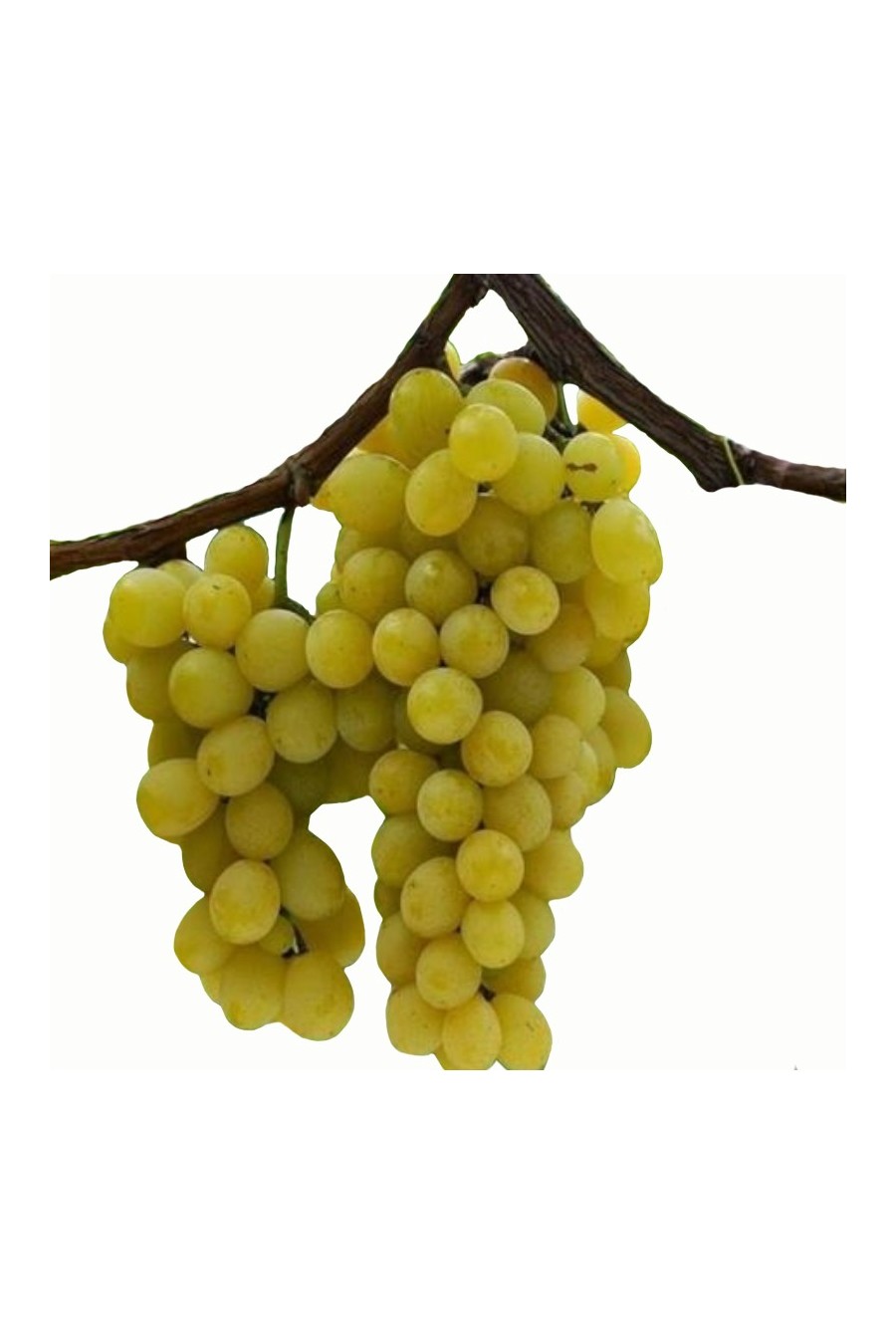 Uva Moscato Giallo