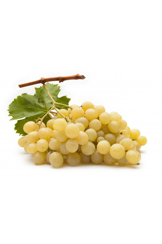 Uva Moscato Bianco