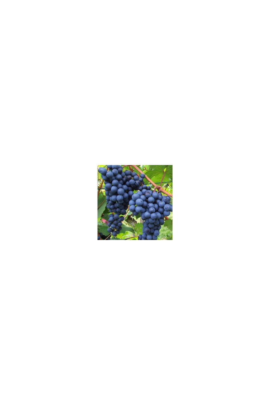 Uva Moscat Blue