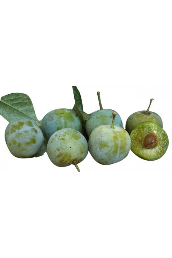 Pianta Di Susino Prugna Obilnaja A Radice Nuda - Altezza 50/70cm