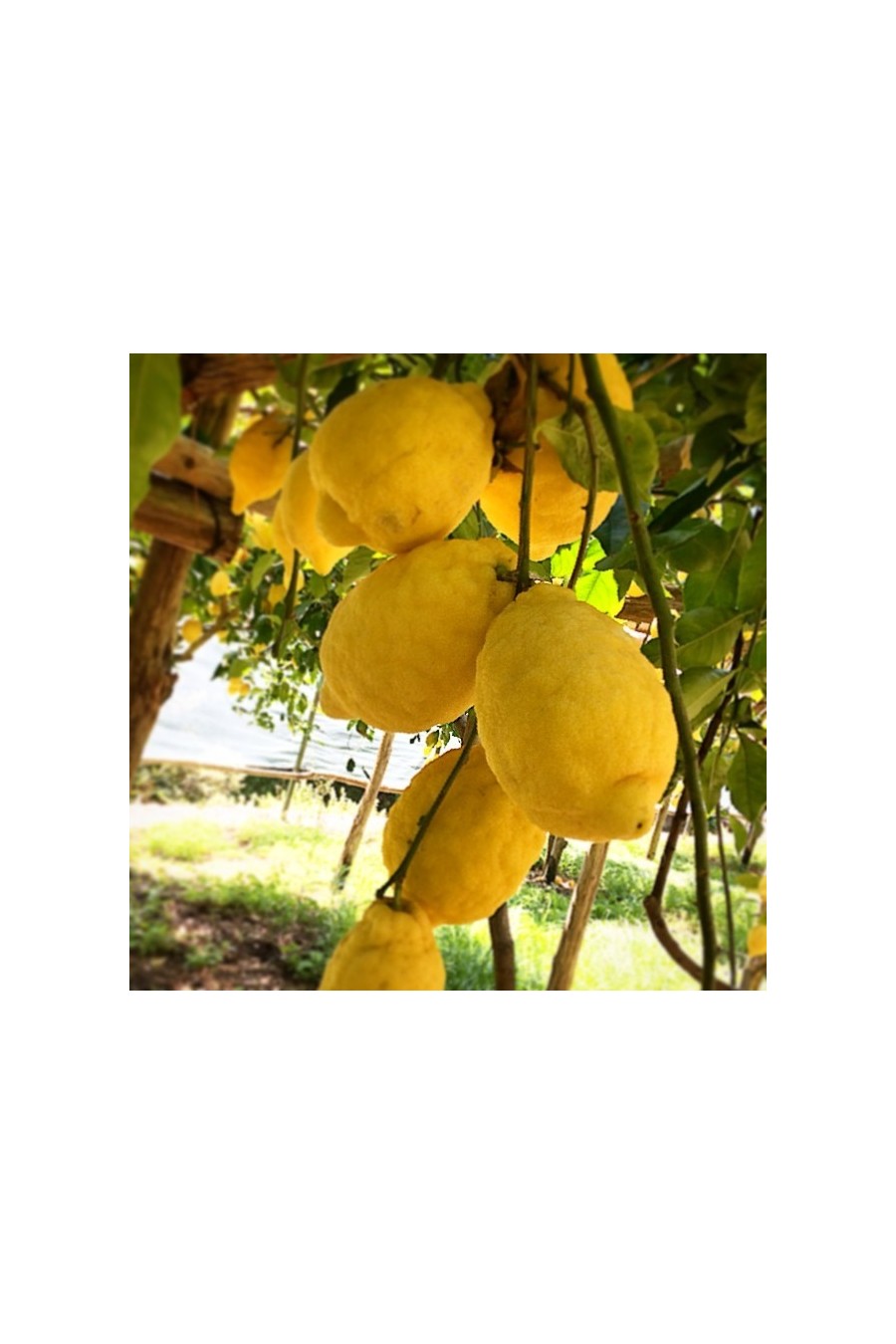 Limone Amalfitano