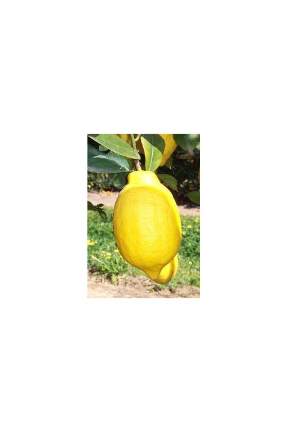 Limone Verna