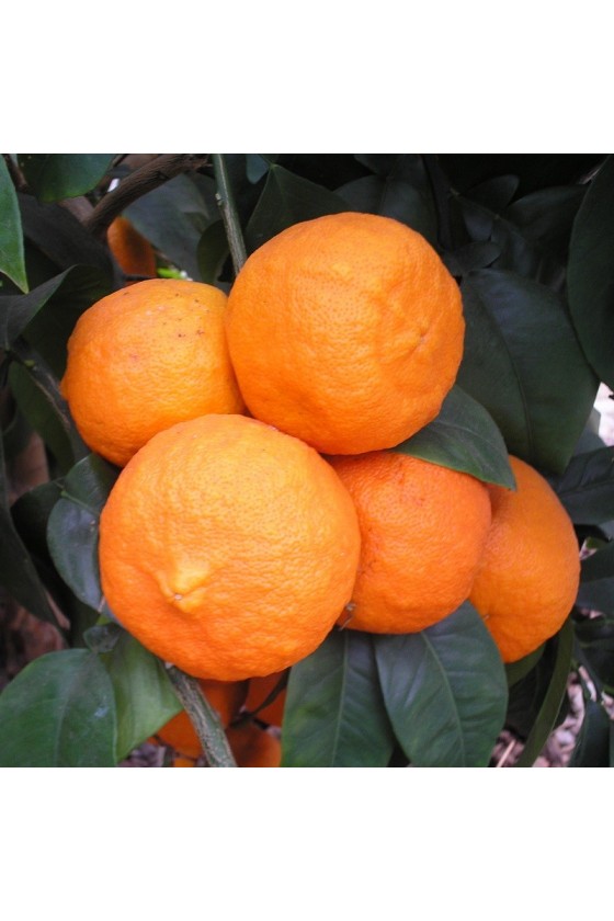 Arancio Amaro h. 2,50