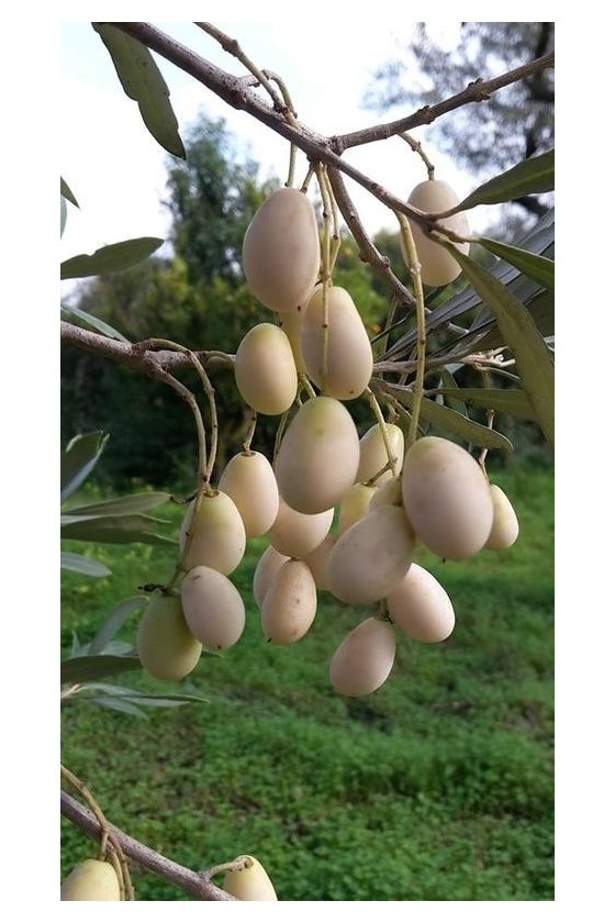 Olivo Frantoio In Vaso 20 Cm - Pianta Da Frutto Alta 140-150 Cm (3 Anni) Per Olio Extravergine Toscano