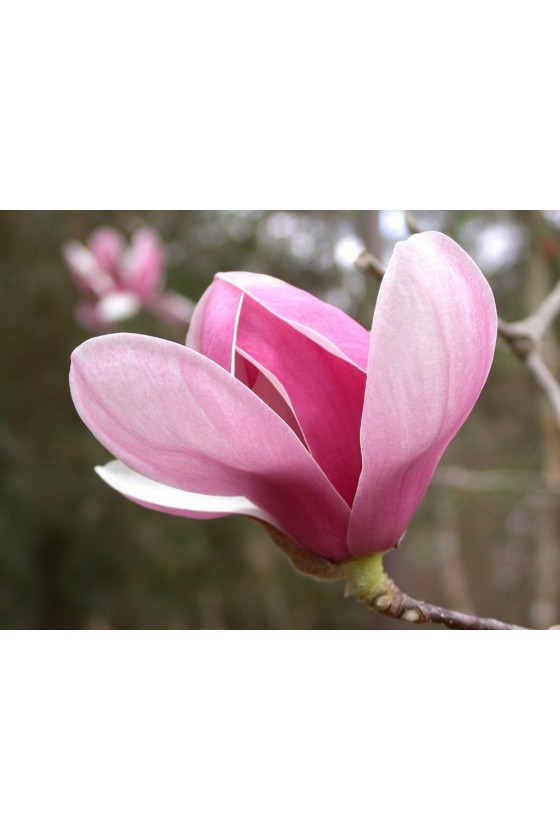 Magnolia Soulangeana H 1,70