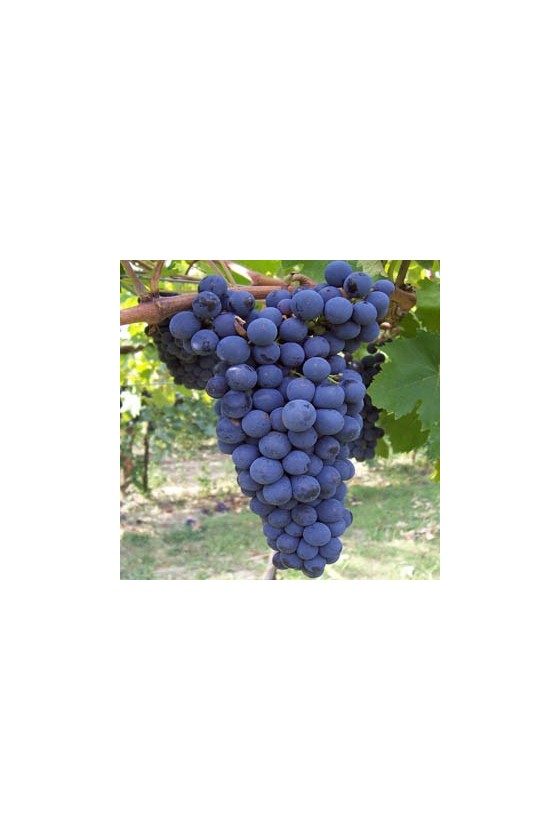 SANGIOVESE