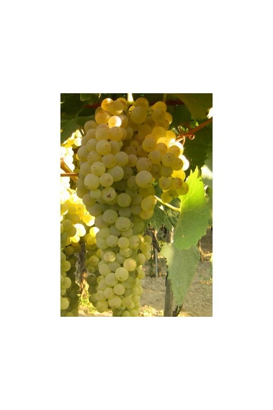 TREBBIANO TOSCANO