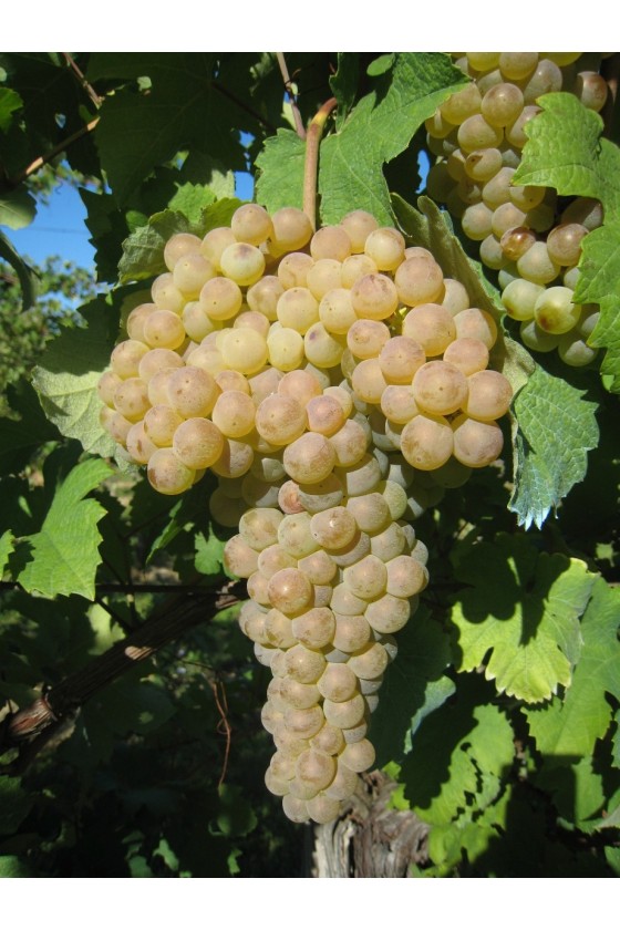 TREBBIANO ROMAGNOLO