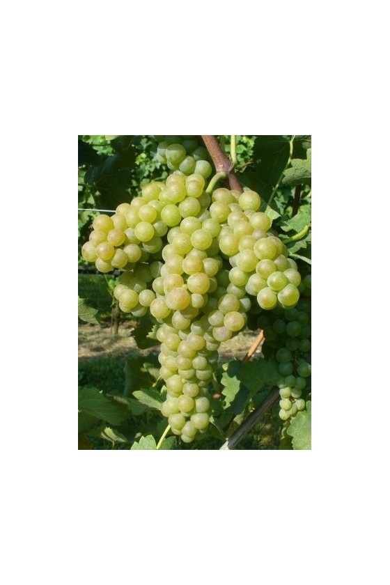 VERDICCHIO