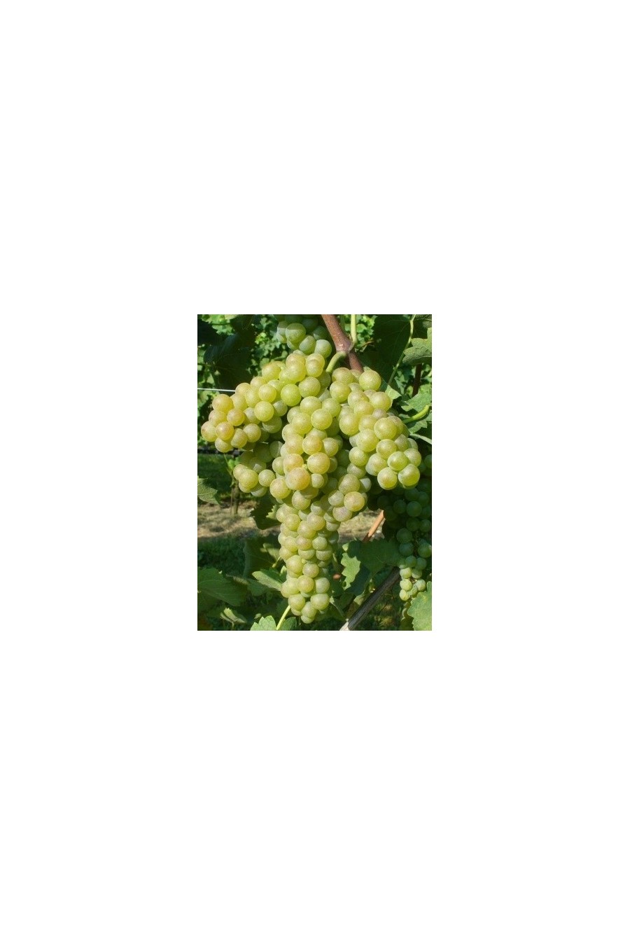 VERDICCHIO