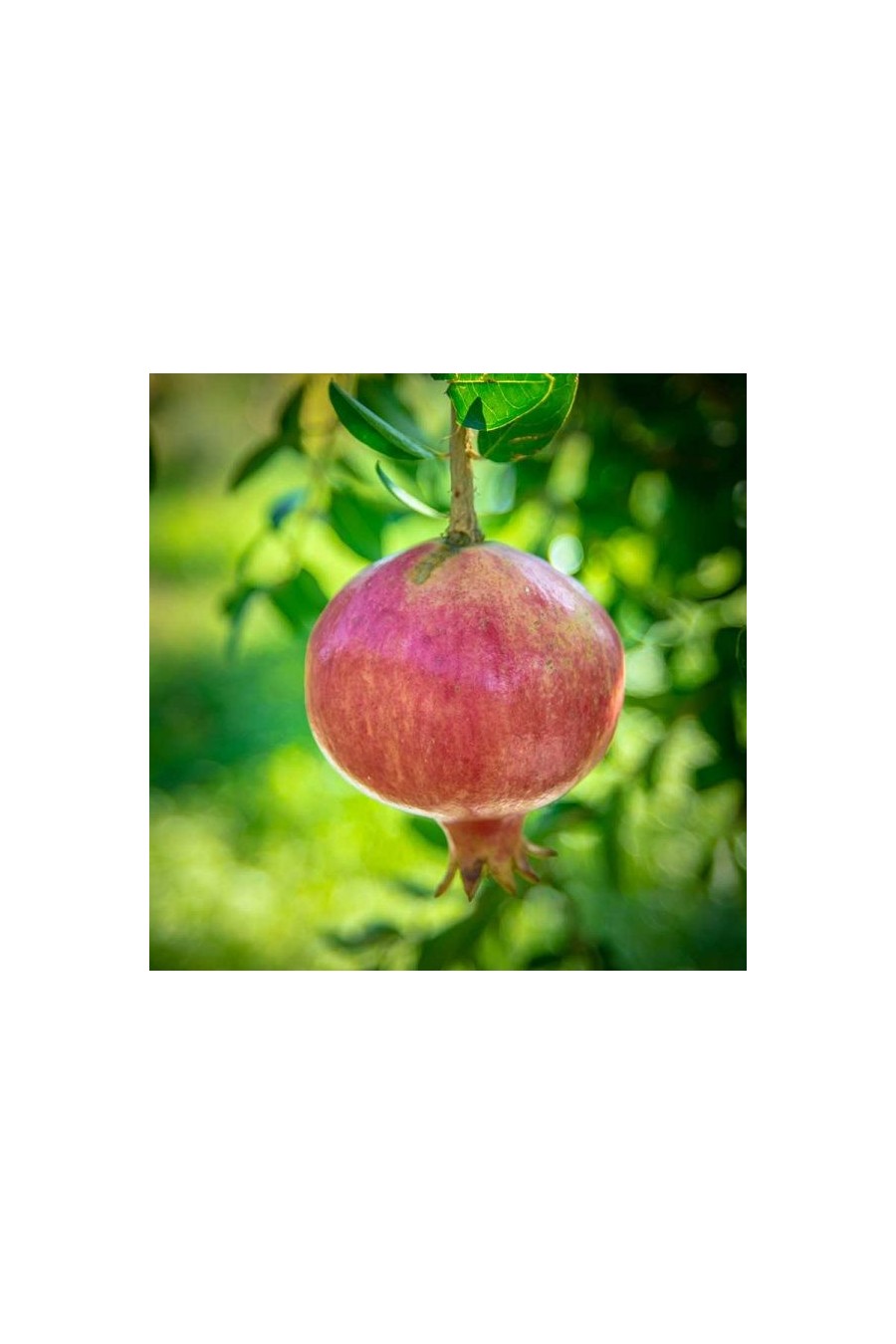 Melograno Primo Sole Alberello