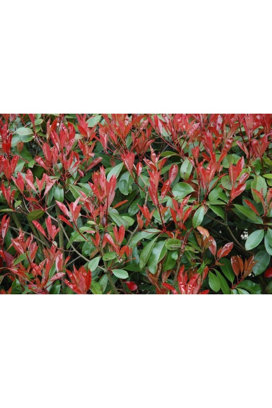 PHOTINIA RED ROBIN H. 1,20