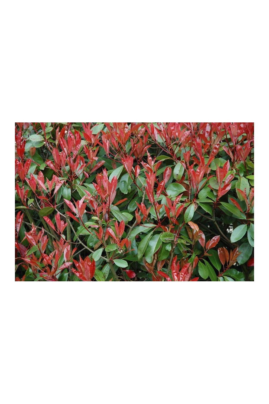 PHOTINIA RED ROBIN H. 1,20