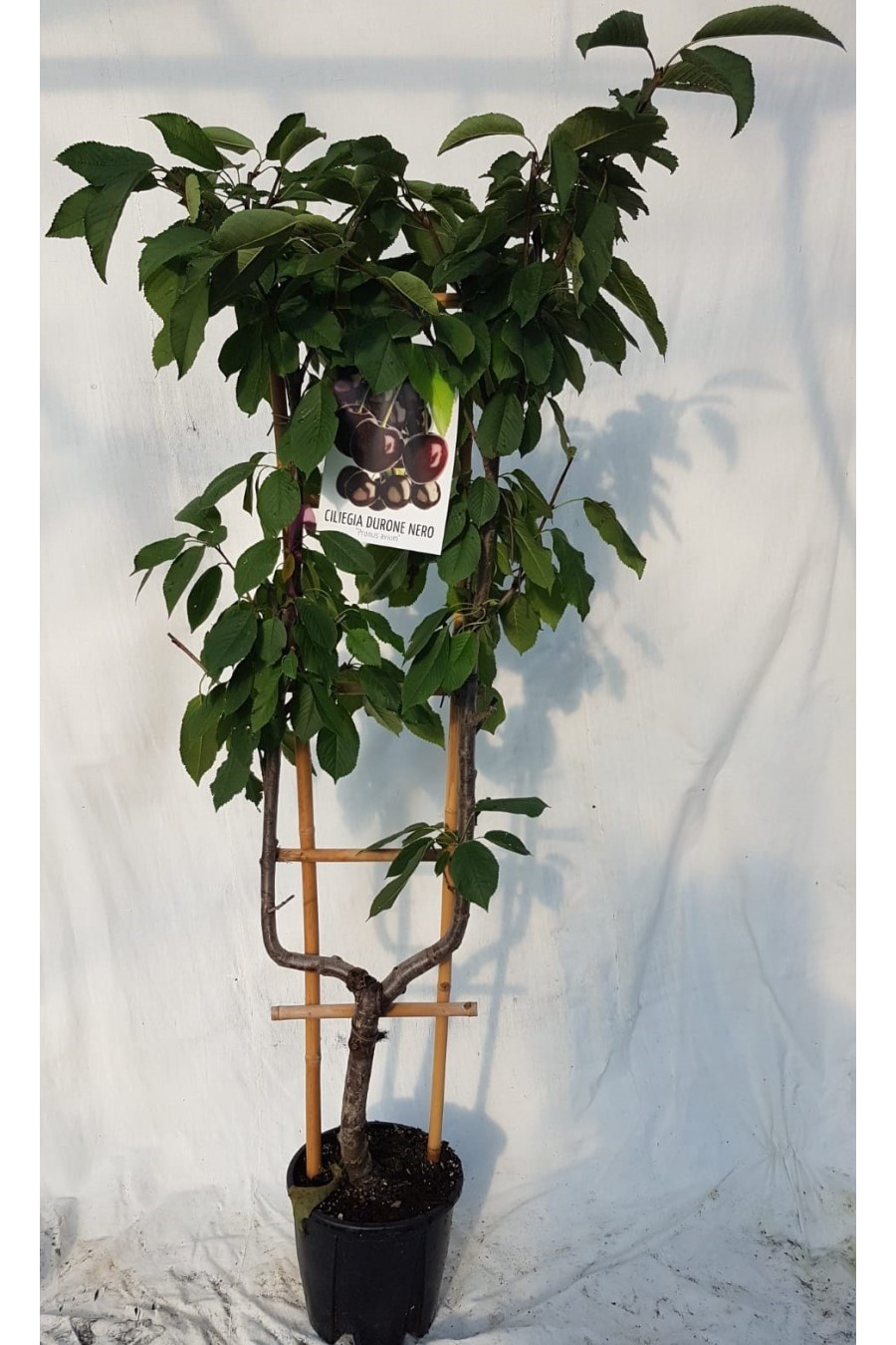 EURO PLANTS VIVAI Ciliegio Dolce New Star Pianta Autofertile Su Vaso ø