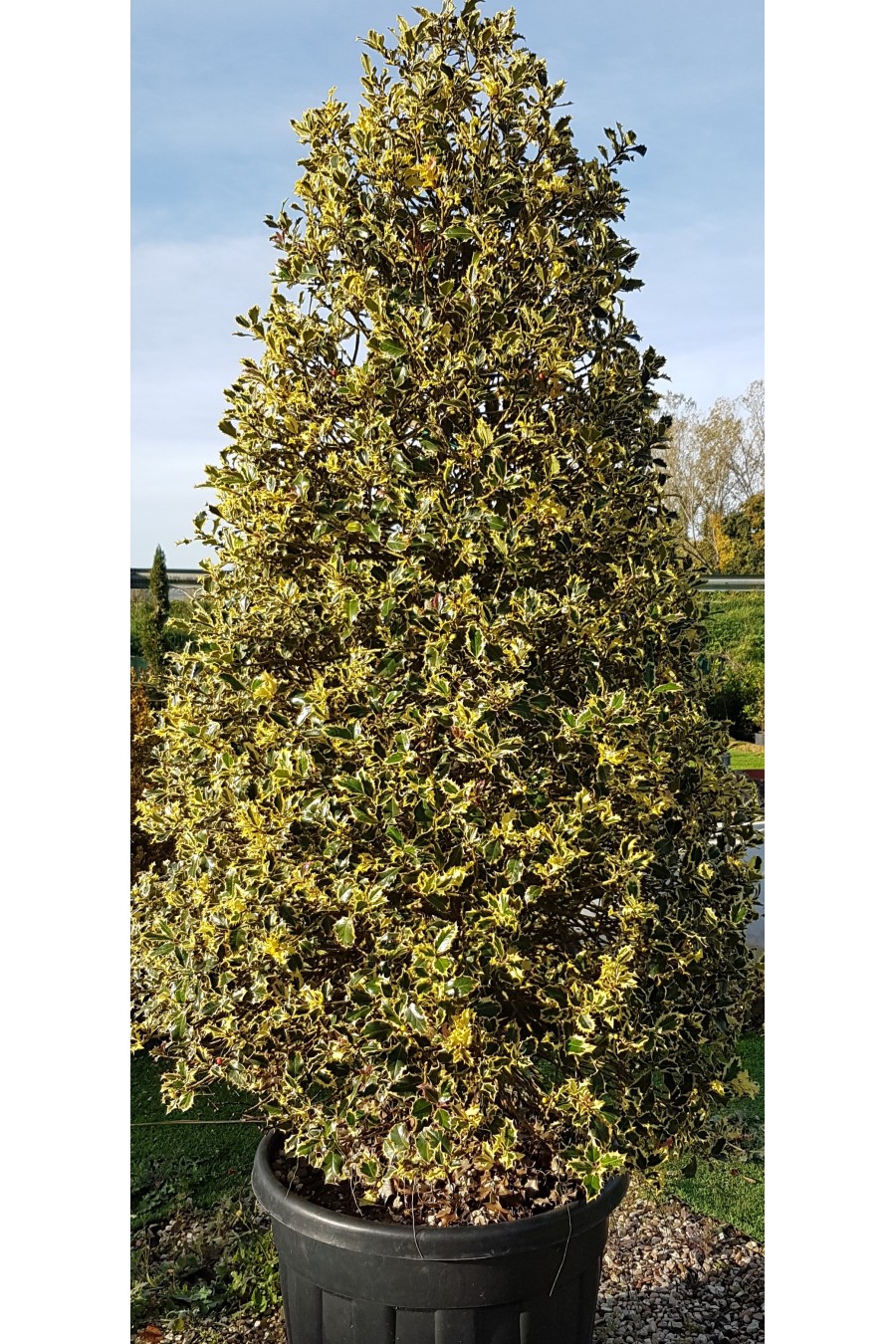 AGRIFOGLIO PIRAMIDE VARIEGATO H 2,20