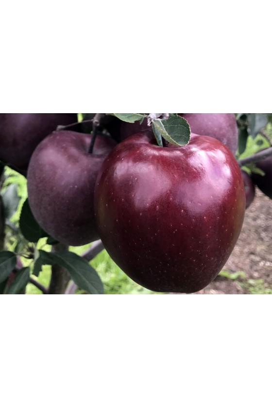 Melo Red Delicious King Roat M9 ®