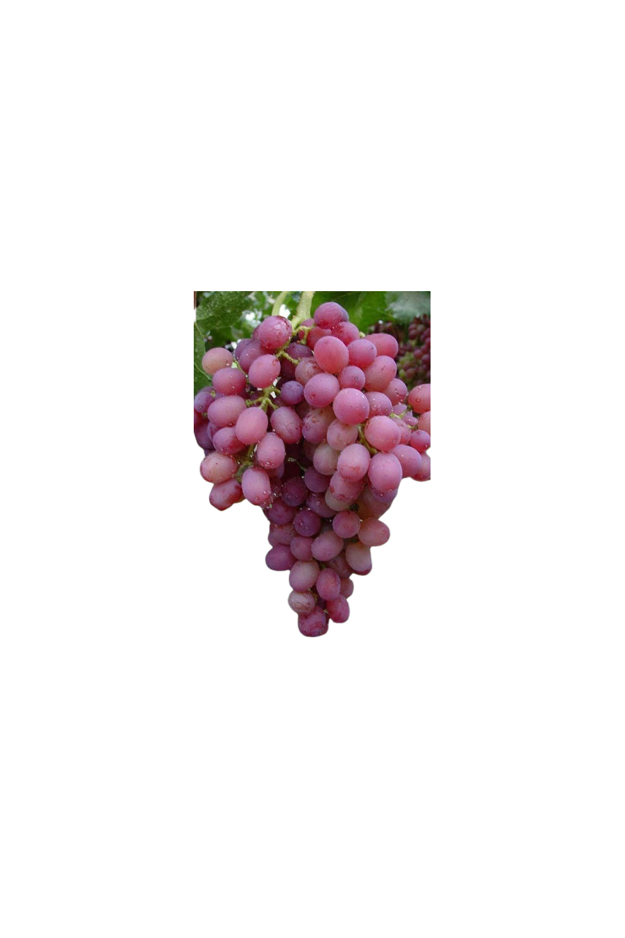 Uva Chasselas Rosè (Coralla)