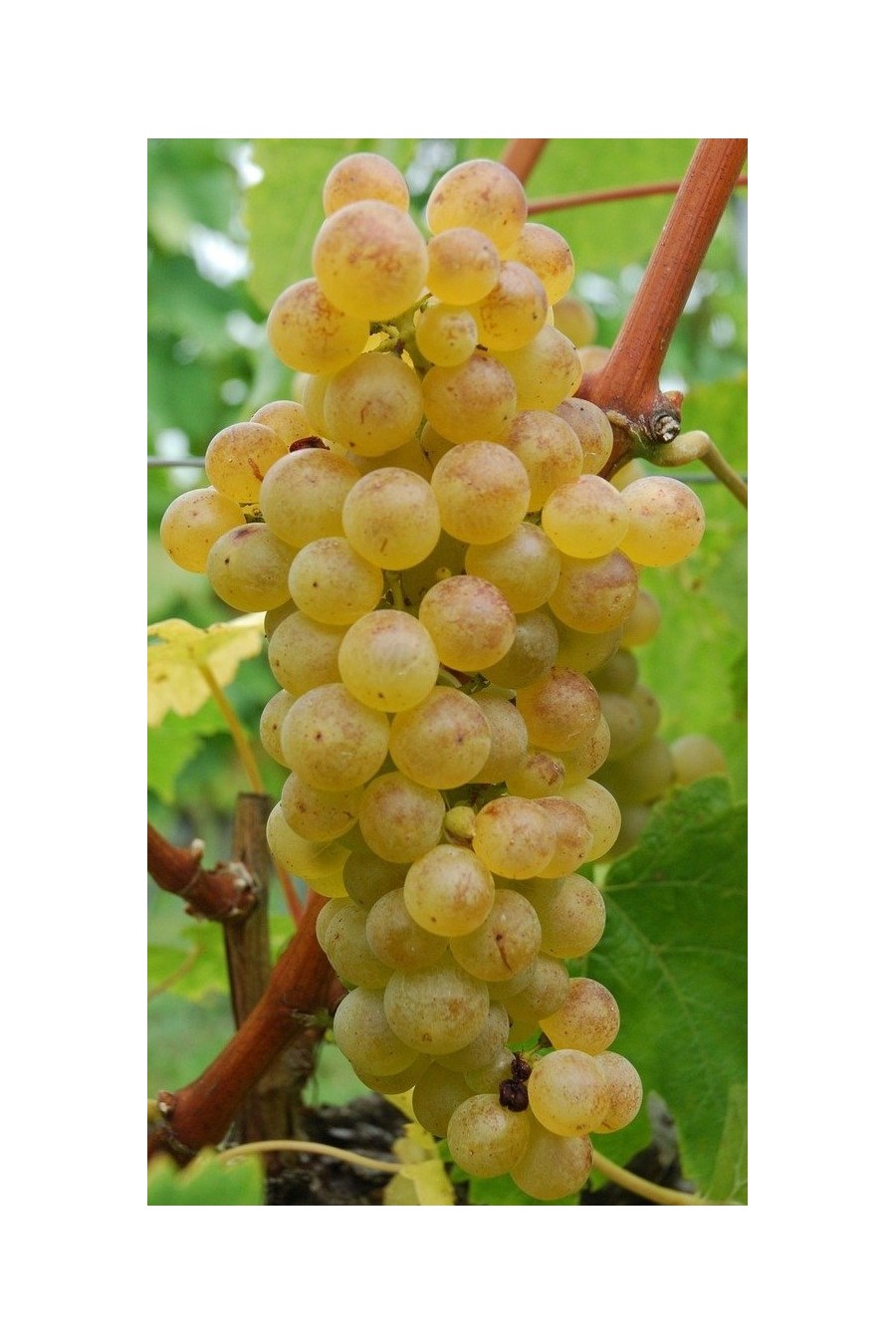 Uva Chasselas Dorè