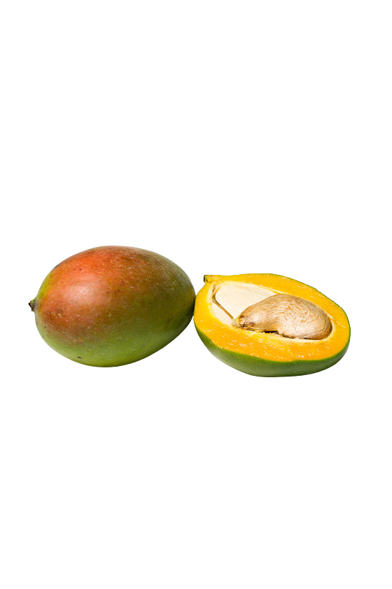 Mango ( Mangifera Indica )