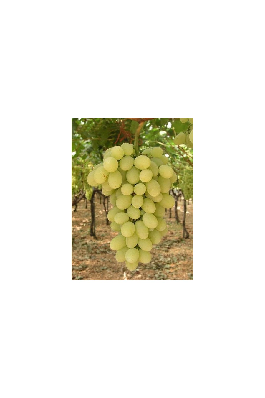 Uva Goldberry® Uva Goldberry®