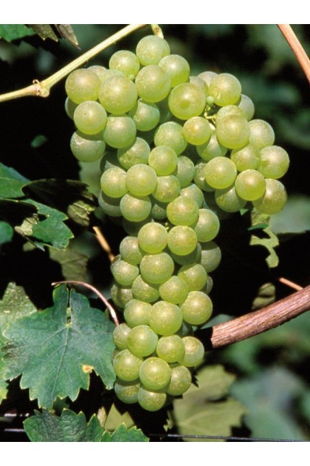 Uva Verdea - vendita - pianta - online - Alberidafrutto.com