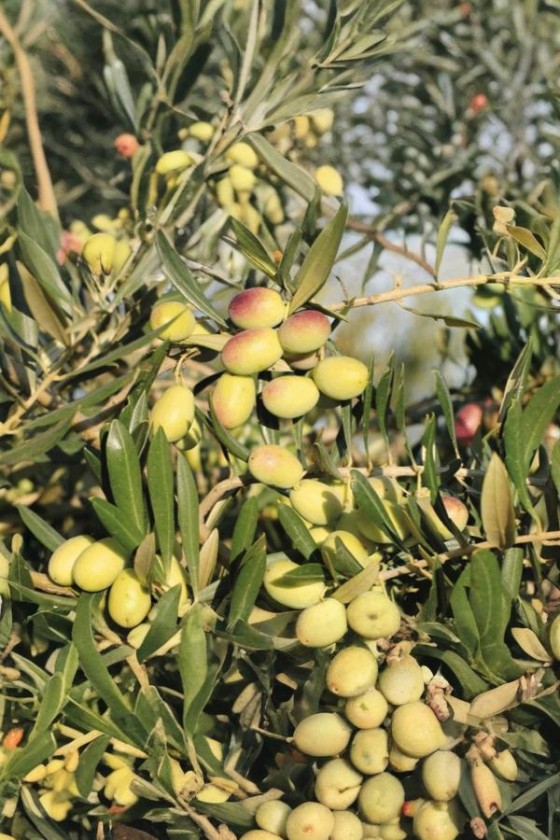 Olivo Lecciana ® 2 Anni