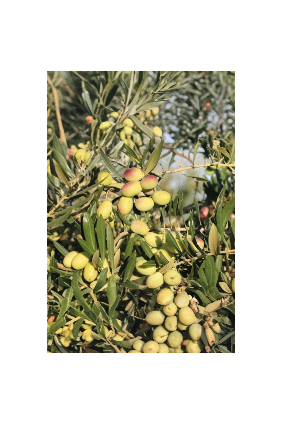 Olivo Lecciana ® 2 Anni