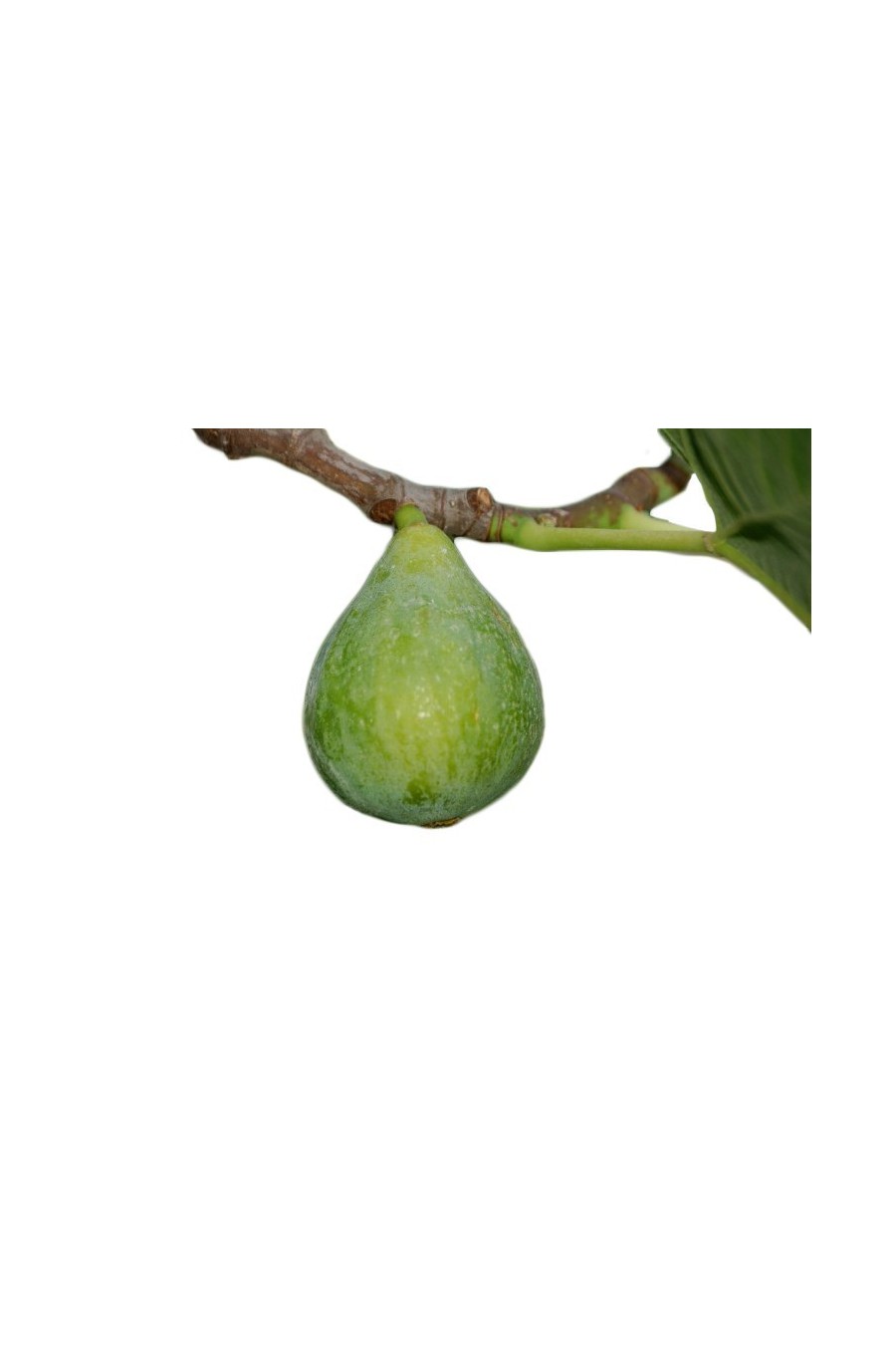 Fico Filacciano vendita pianta online