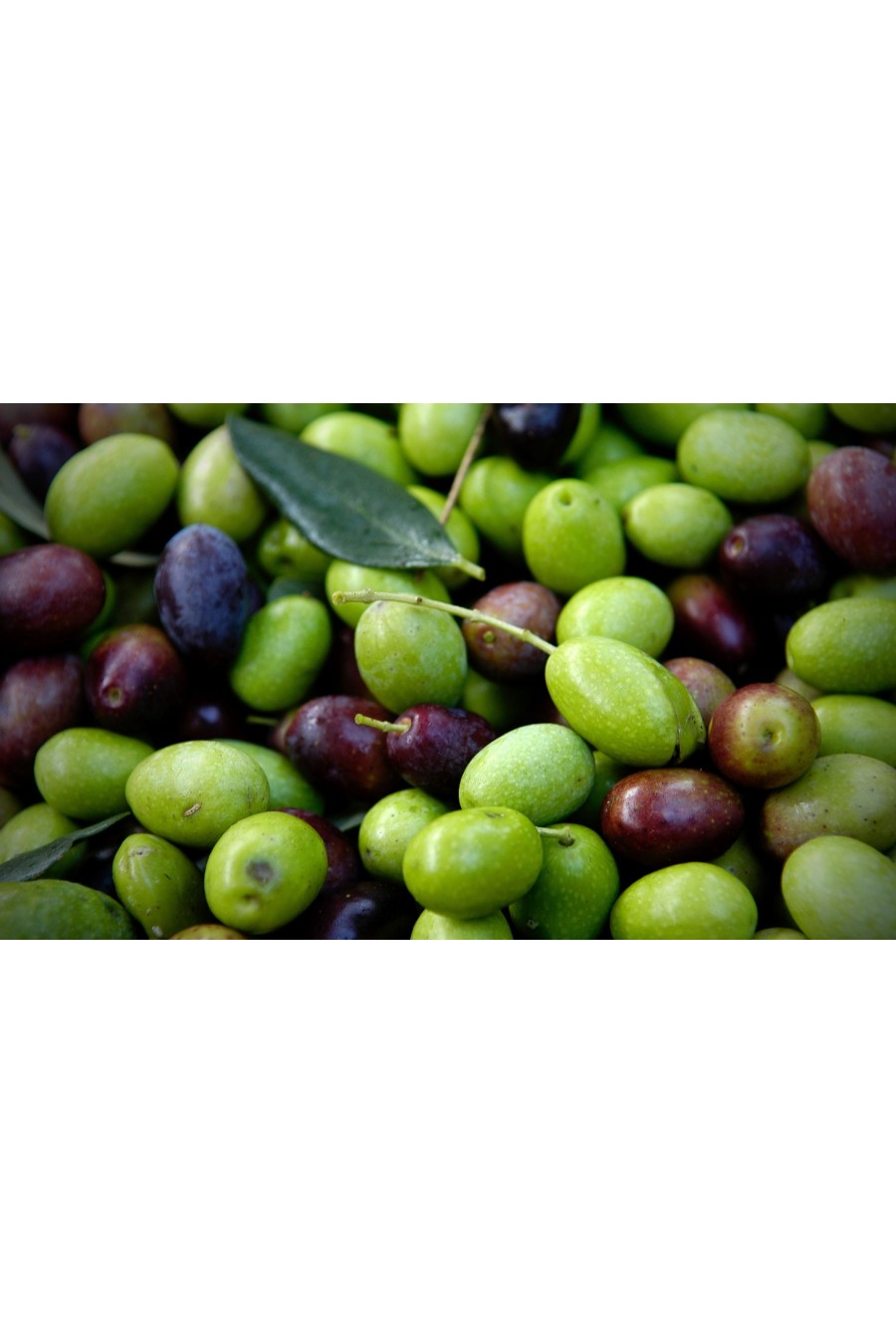 OLIVO PERANZANA ( Talea ) OLIVO PERANZANA ( Talea )