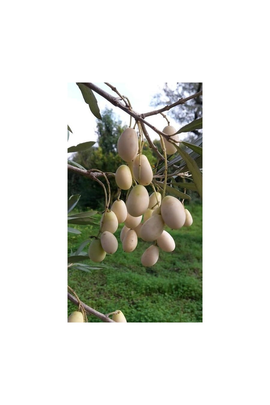 OLIVO LEUCOCARPA ( Olive Bianche )