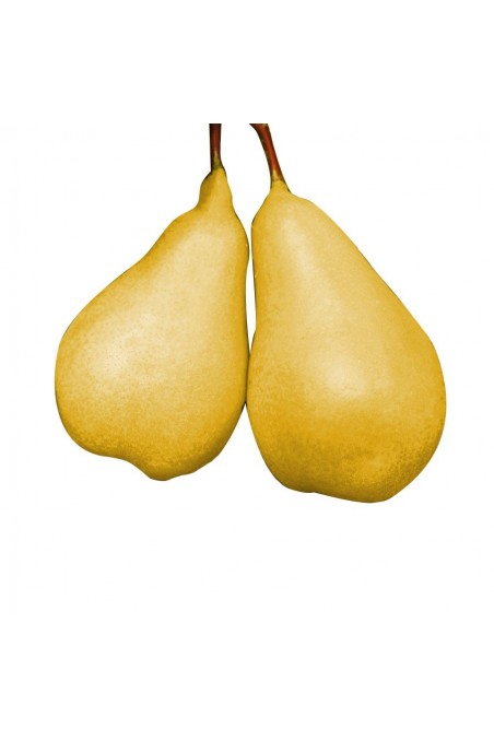 PIANTA DI PERO COSCIA Altezza160 /170 Anni Due In Vaso 20 Pera (foto Reali - Foto 6