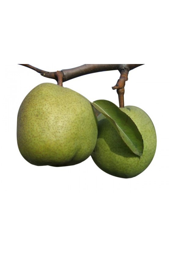 Pianta Di Pero Decana A Radice Nuda, 1 Pianta Da Frutto, Varietà Decana