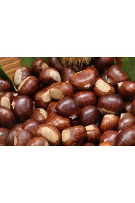 Pianta Di Castagno Sativa In Vaso – Altezza 70/90 Cm – Età 2 Anni – Albero Da Frutto Vero Da EGarden.store