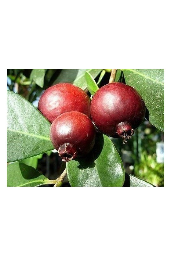 Guava Rosso (Guayaba)