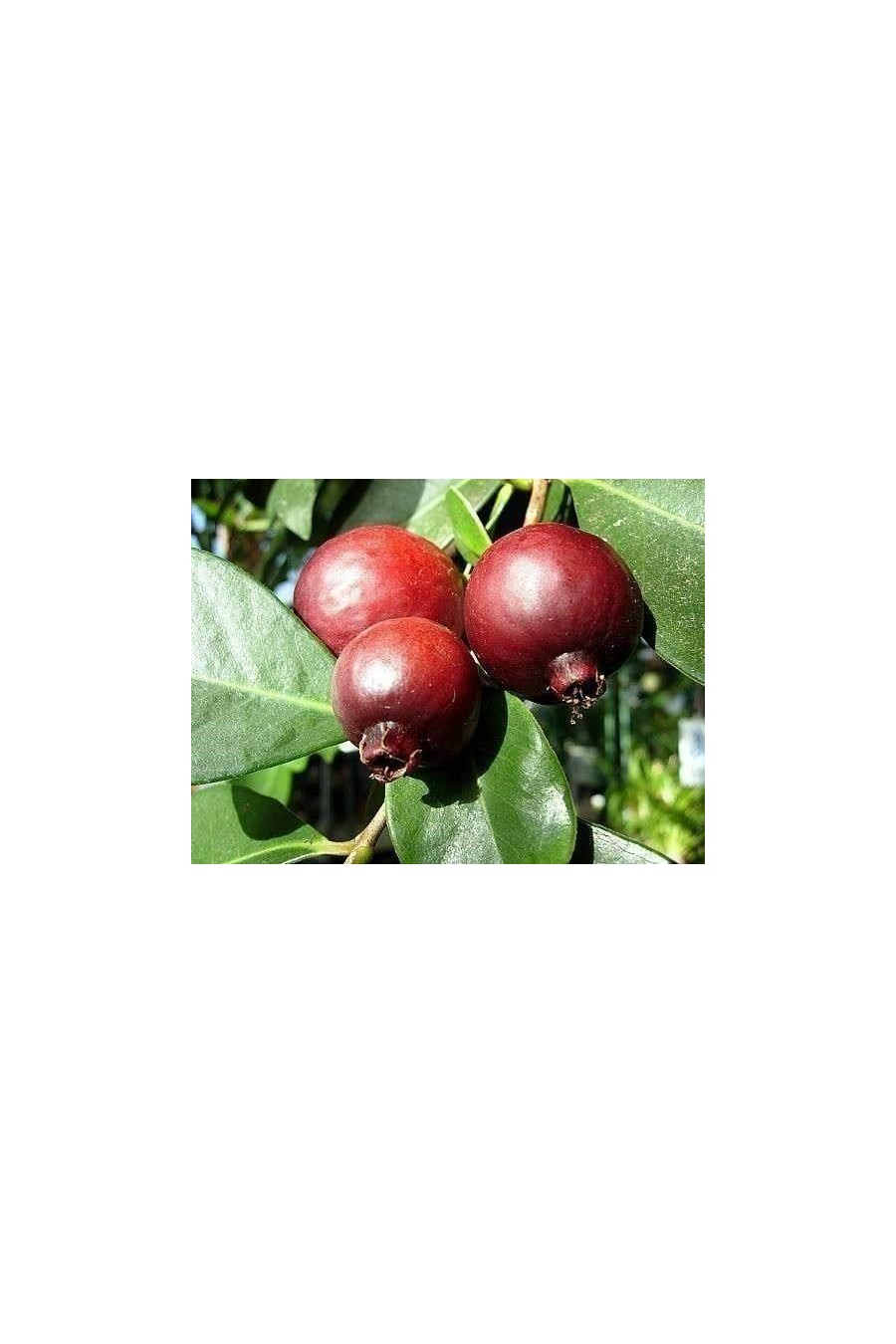Guava Rosso (Guayaba)